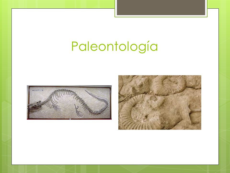 Paleontología