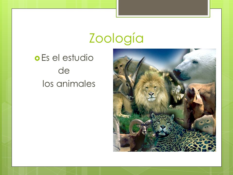 Zoología Es el estudio de los animales