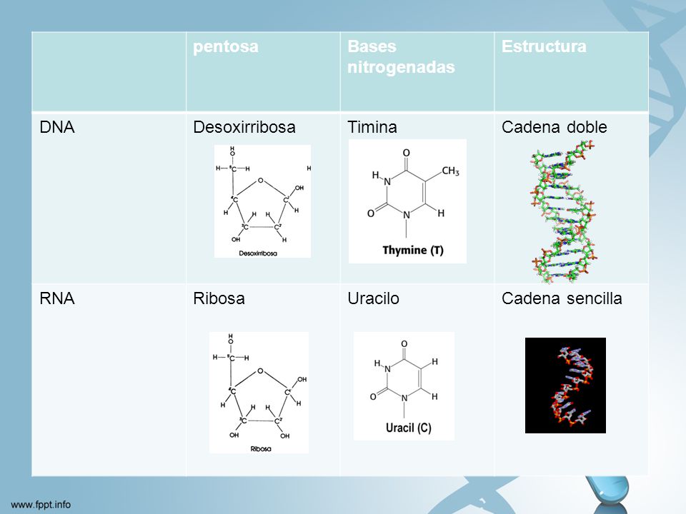 pentosa Bases nitrogenadas. Estructura. DNA. Desoxirribosa. Timina. Cadena doble. RNA. Ribosa.