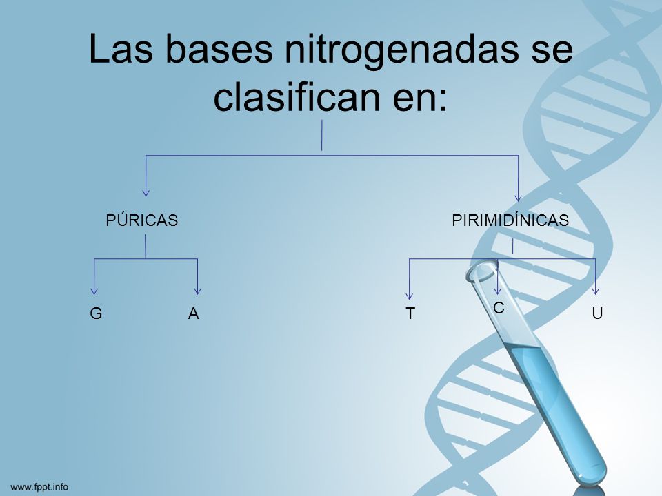 Las bases nitrogenadas se clasifican en: