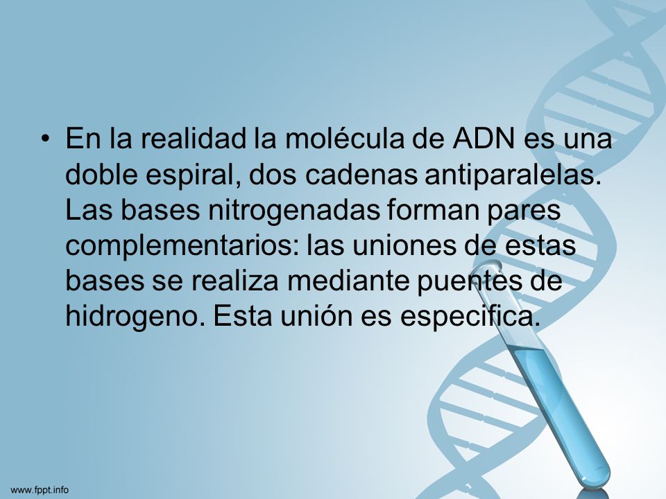En la realidad la molécula de ADN es una doble espiral, dos cadenas antiparalelas.