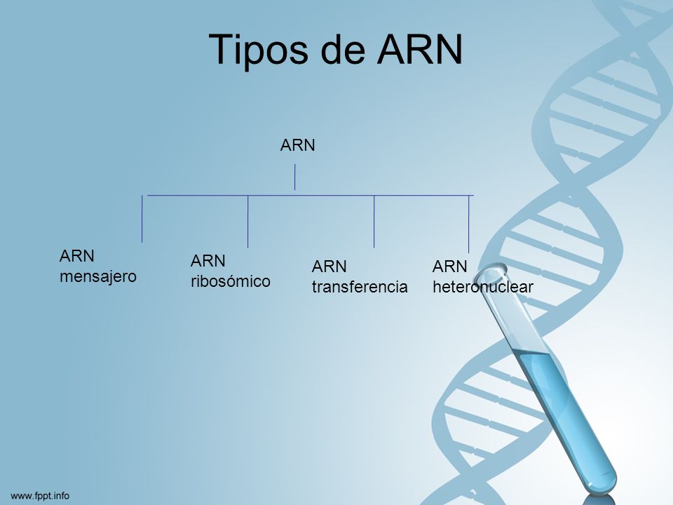 Tipos de ARN ARN ARN mensajero ARN ribosómico ARN transferencia
