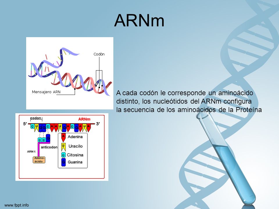 ARNm A cada codón le corresponde un aminoácido