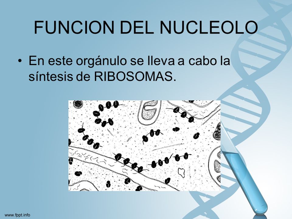 FUNCION DEL NUCLEOLO En este orgánulo se lleva a cabo la síntesis de RIBOSOMAS.