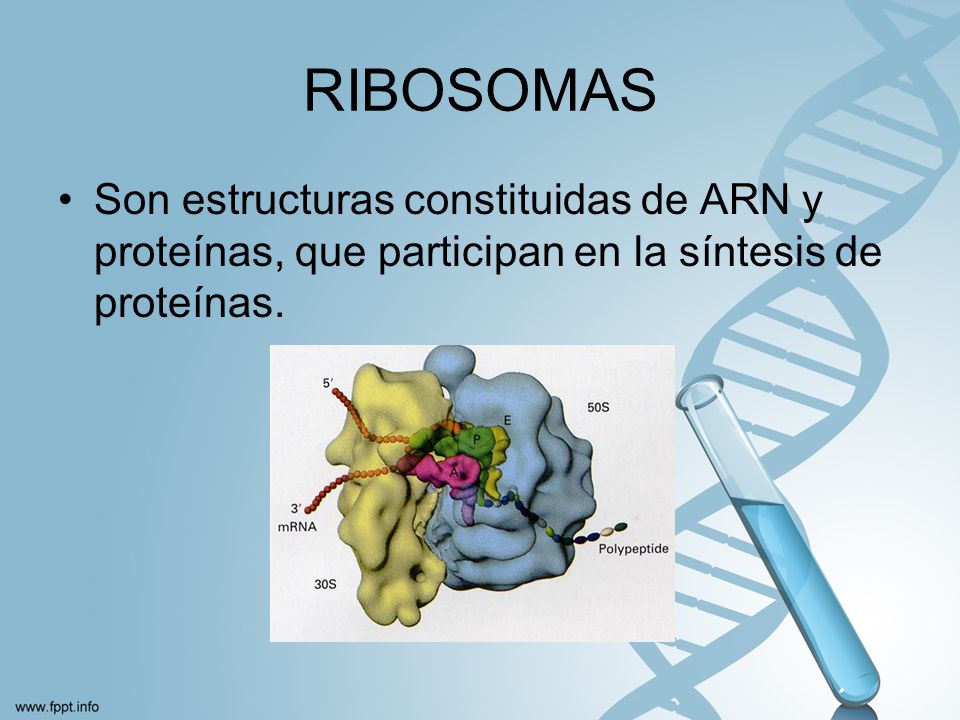 RIBOSOMAS Son estructuras constituidas de ARN y proteínas, que participan en la síntesis de proteínas.