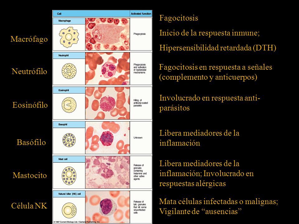 Fagocitosis Inicio de la respuesta inmune; Hipersensibilidad retardada (DTH) Macrófago.