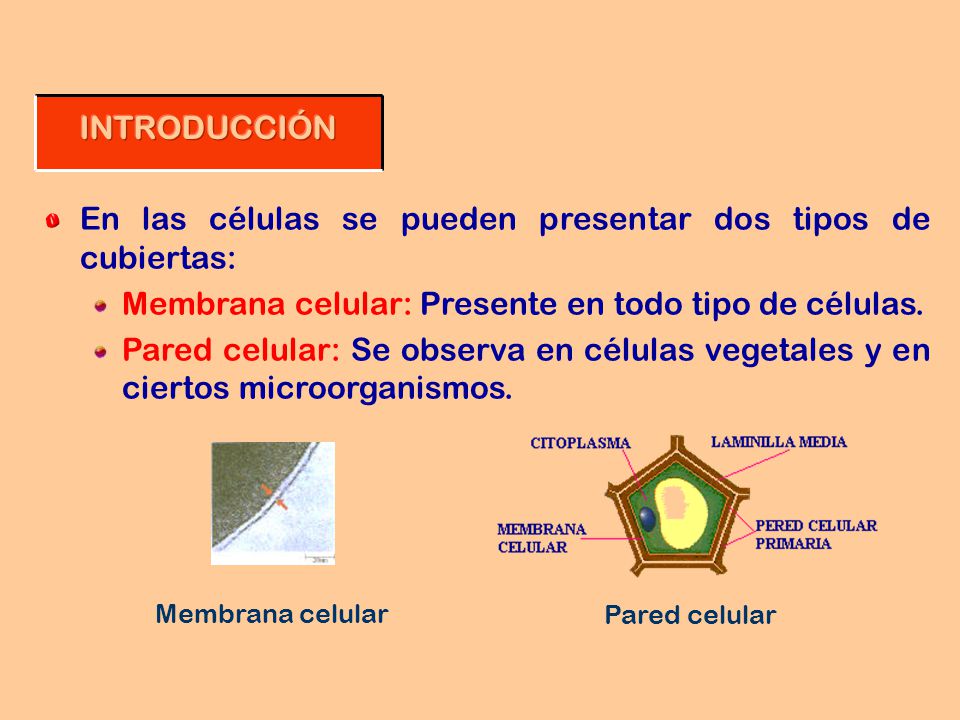 En las células se pueden presentar dos tipos de cubiertas: