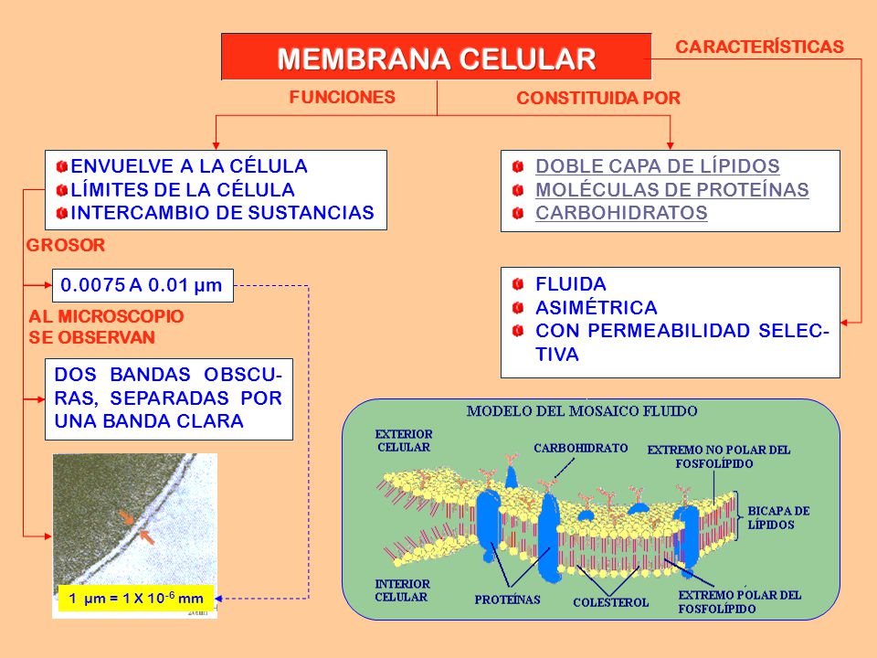 MEMBRANA CELULAR ENVUELVE A LA CÉLULA LÍMITES DE LA CÉLULA