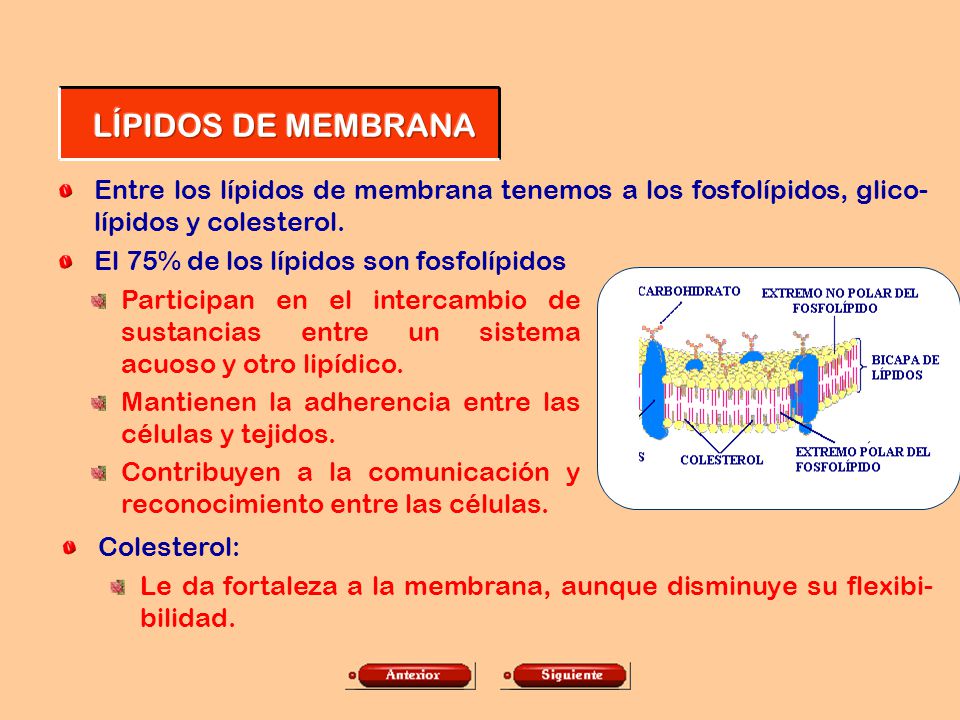 LÍPIDOS DE MEMBRANA Entre los lípidos de membrana tenemos a los fosfolípidos, glico-lípidos y colesterol.