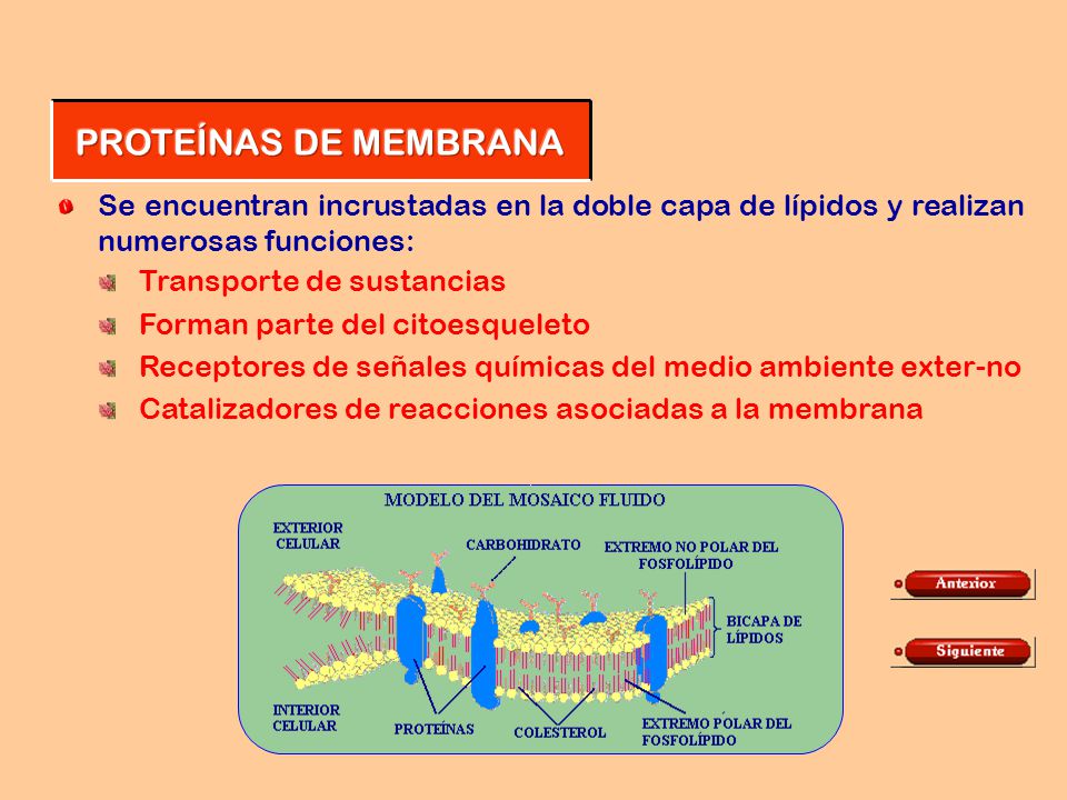 PROTEÍNAS DE MEMBRANA Se encuentran incrustadas en la doble capa de lípidos y realizan numerosas funciones:
