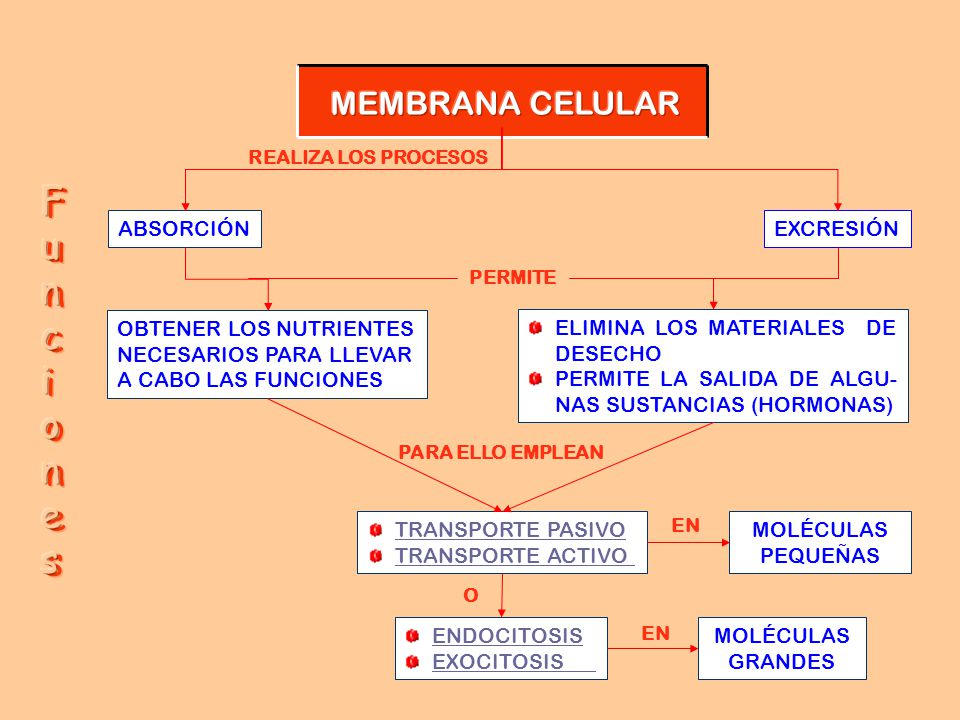 F u n c i o e s MEMBRANA CELULAR ABSORCIÓN EXCRESIÓN