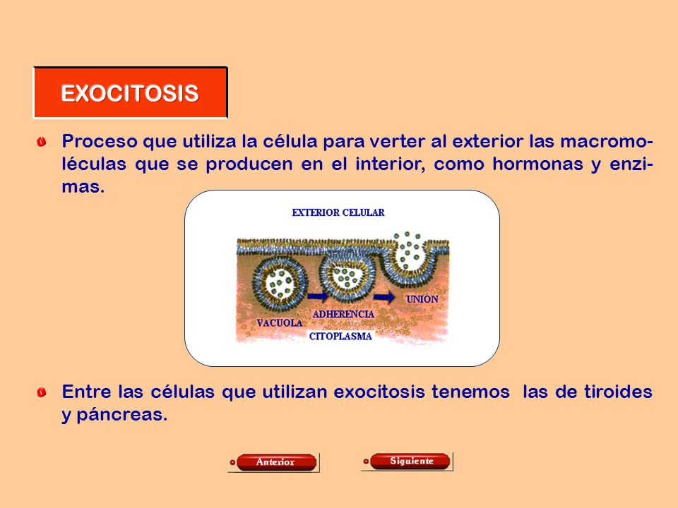 EXOCITOSIS Proceso que utiliza la célula para verter al exterior las macromo-léculas que se producen en el interior, como hormonas y enzi-mas.