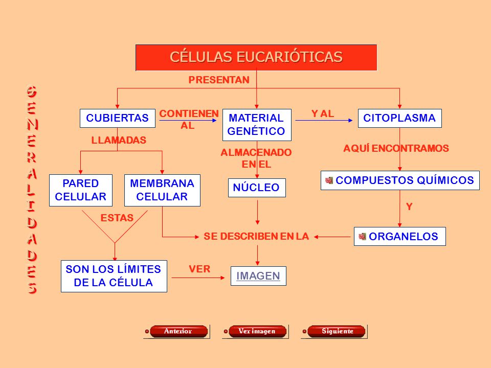 CÉLULAS EUCARIÓTICAS G E N R A L I D S CUBIERTAS MATERIAL GENÉTICO
