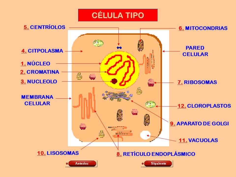 CÉLULA TIPO 5. CENTRÍOLOS 6. MITOCONDRIAS PARED CELULAR 4. CITPOLASMA