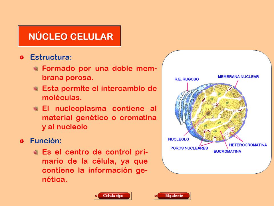NÚCLEO CELULAR Estructura: Formado por una doble mem- brana porosa.