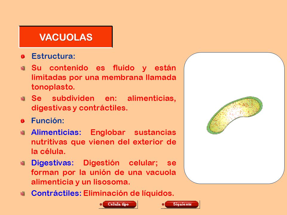 VACUOLAS Estructura: Su contenido es fluido y están limitadas por una membrana llamada tonoplasto.