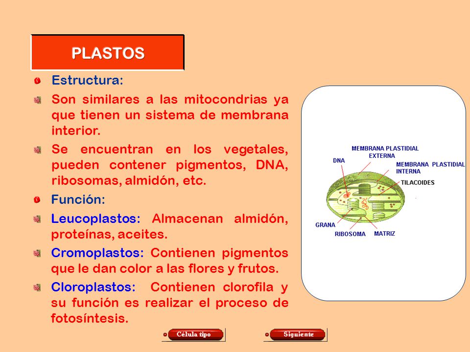 PLASTOS Estructura: Son similares a las mitocondrias ya que tienen un sistema de membrana interior.