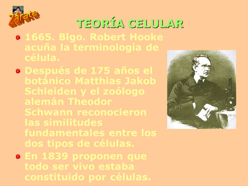TEORÍA CELULAR Blgo. Robert Hooke acuña la terminología de célula.
