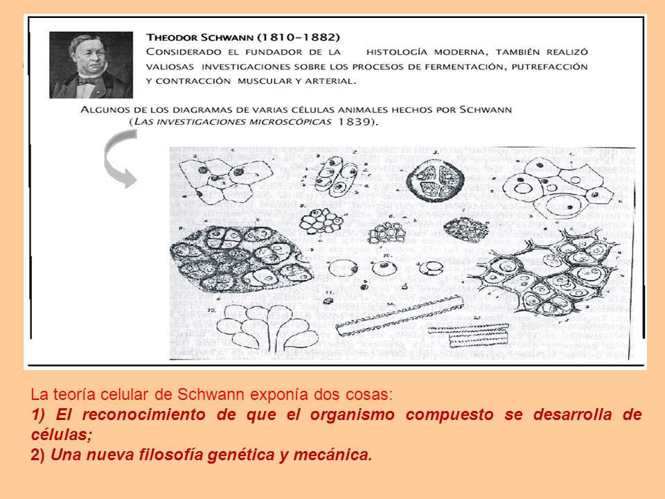 La teoría celular de Schwann exponía dos cosas: