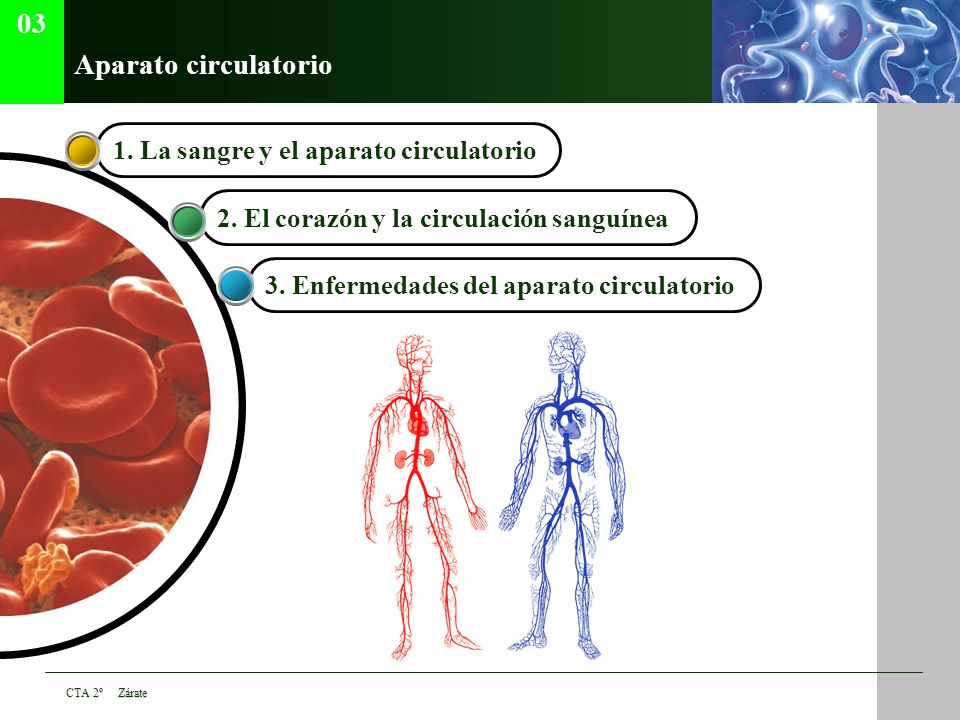 03 Aparato circulatorio 1. La sangre y el aparato circulatorio