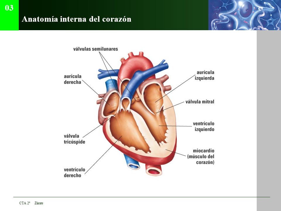 Anatomía interna del corazón
