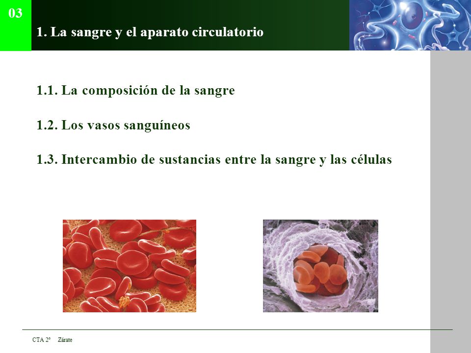 1. La sangre y el aparato circulatorio