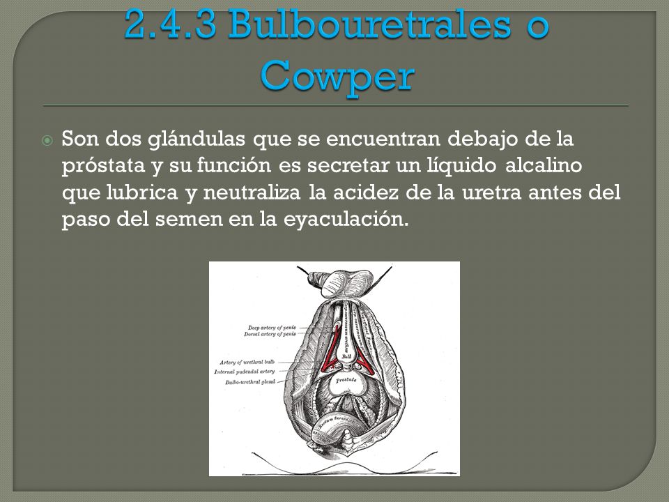 2.4.3 Bulbouretrales o Cowper