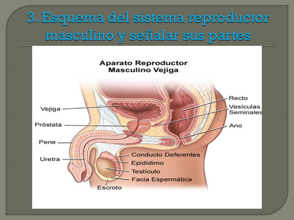 3. Esquema del sistema reproductor masculino y señalar sus partes