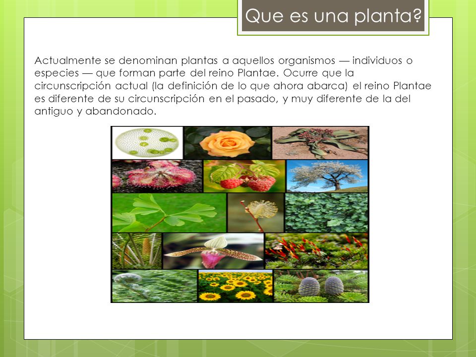 Reino Plantae Plantae (del latín: 