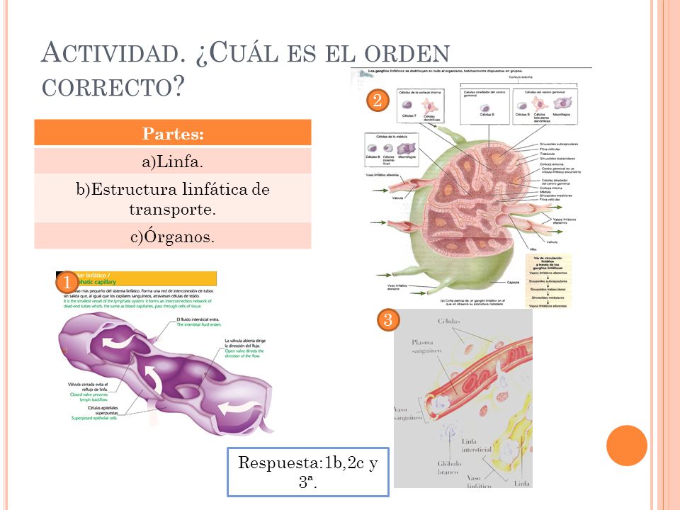 Actividad. ¿Cuál es el orden correcto