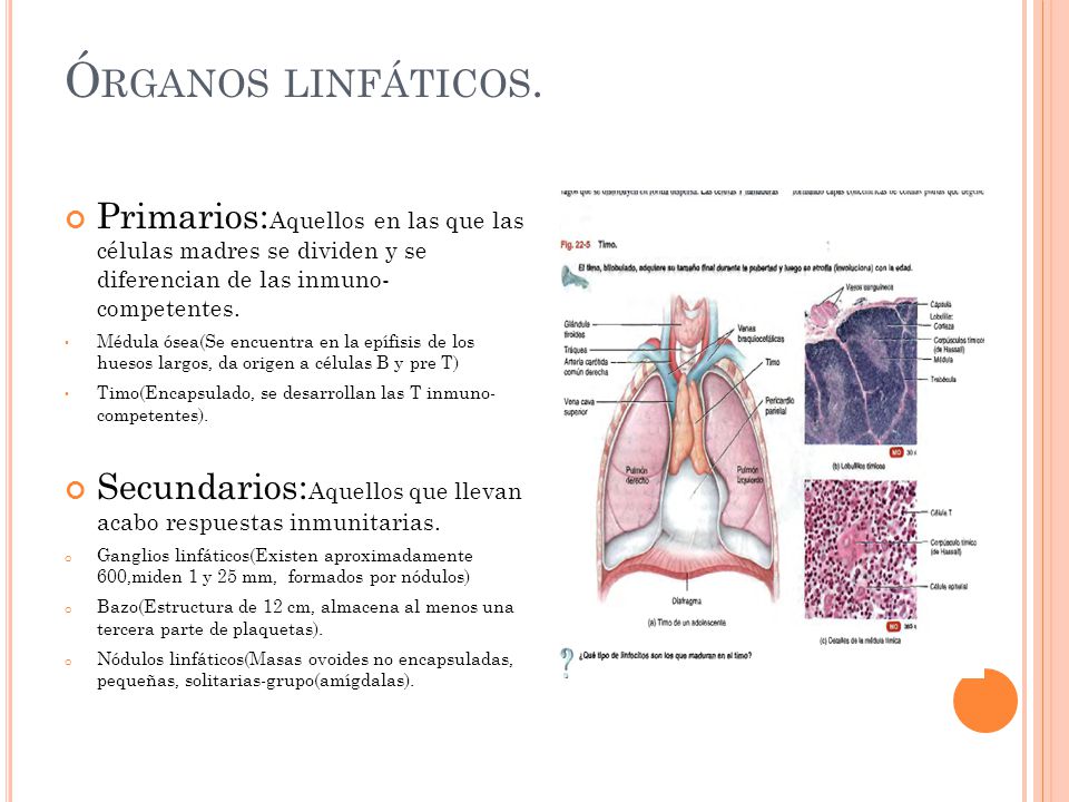 Órganos linfáticos. Primarios:Aquellos en las que las células madres se dividen y se diferencian de las inmuno- competentes.