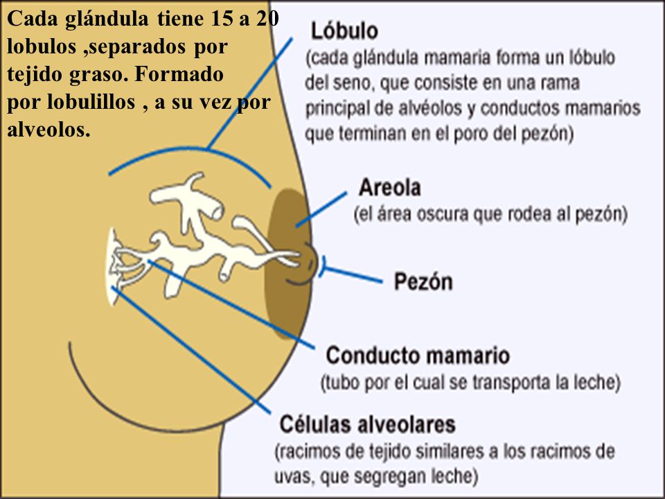 Cada glándula tiene 15 a 20 lobulos ,separados por