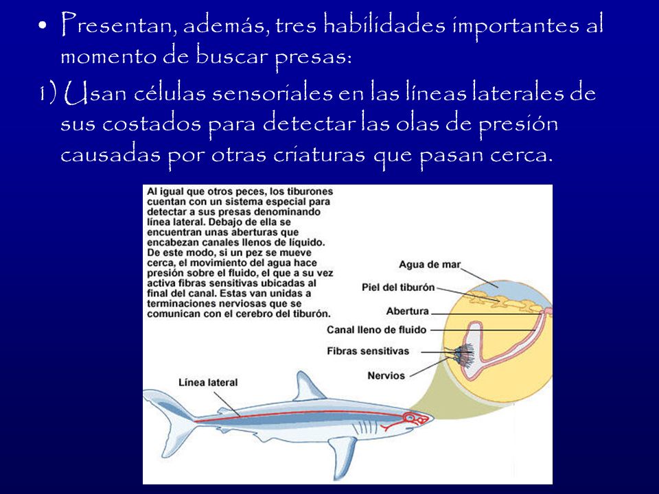 Presentan, además, tres habilidades importantes al momento de buscar presas: