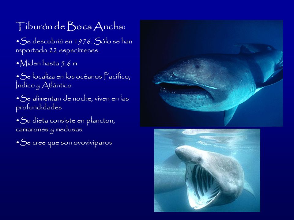 Tiburón de Boca Ancha: Se descubrió en Sólo se han reportado 22 especímenes. Miden hasta 5.6 m.