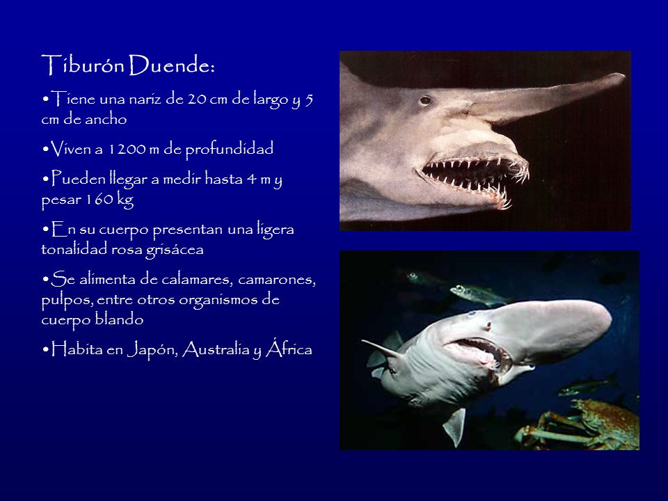 Tiburón Duende: Tiene una nariz de 20 cm de largo y 5 cm de ancho