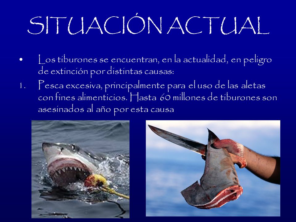 SITUACIÓN ACTUAL Los tiburones se encuentran, en la actualidad, en peligro de extinción por distintas causas: