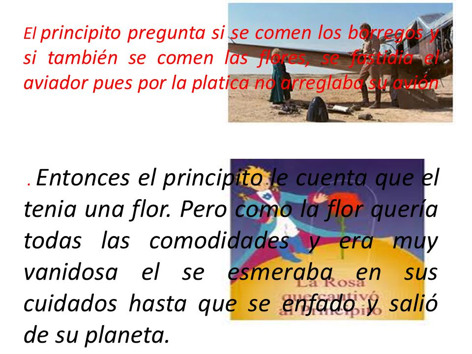 El principito pregunta si se comen los borregos y si también se comen las flores, se fastidia el aviador pues por la platica no arreglaba su avión .