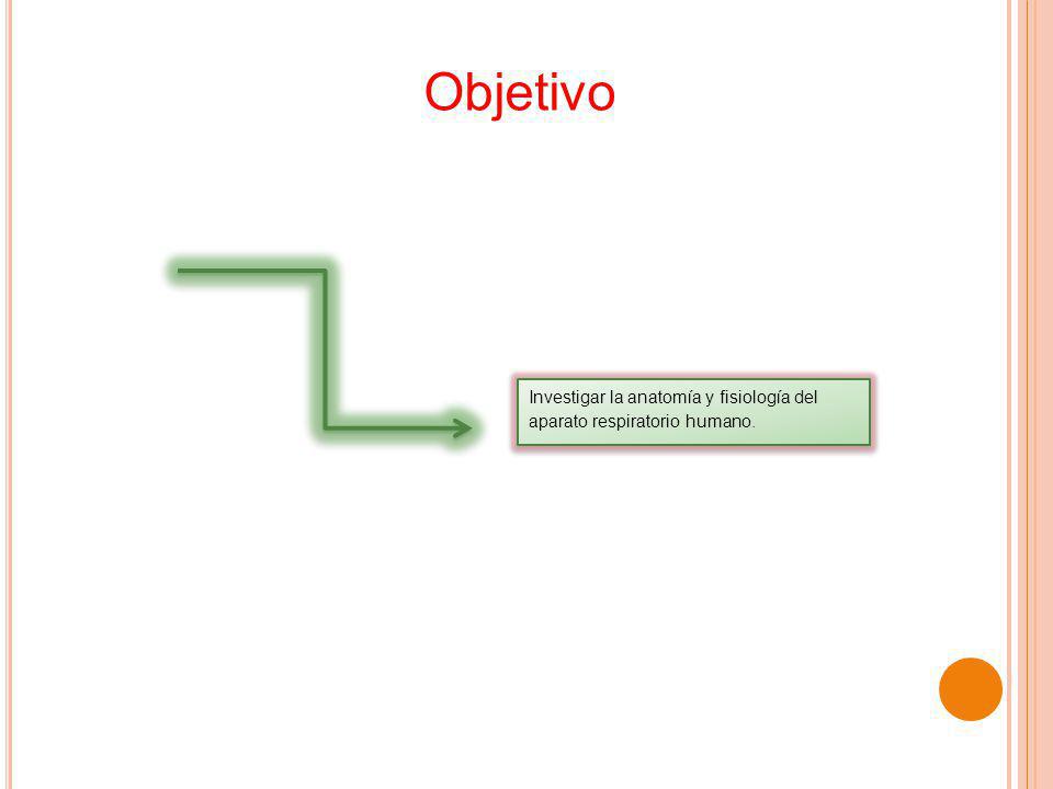 Objetivo Investigar la anatomía y fisiología del aparato respiratorio humano.