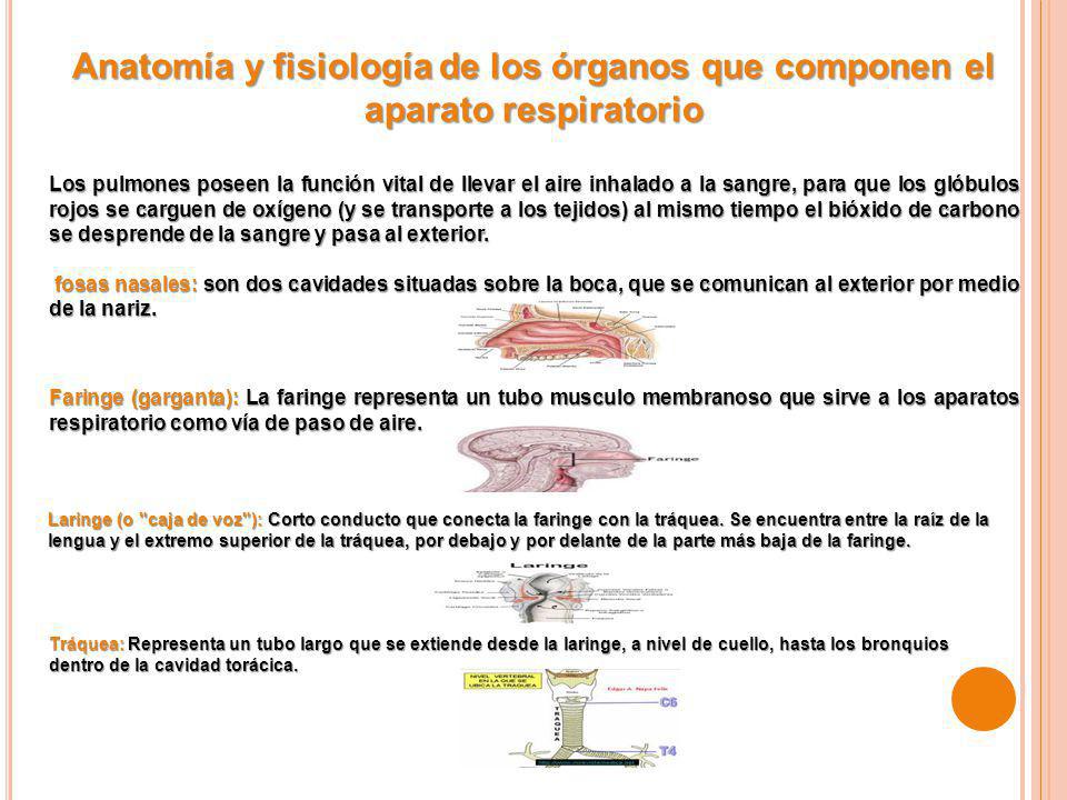Anatomía y fisiología de los órganos que componen el aparato respiratorio