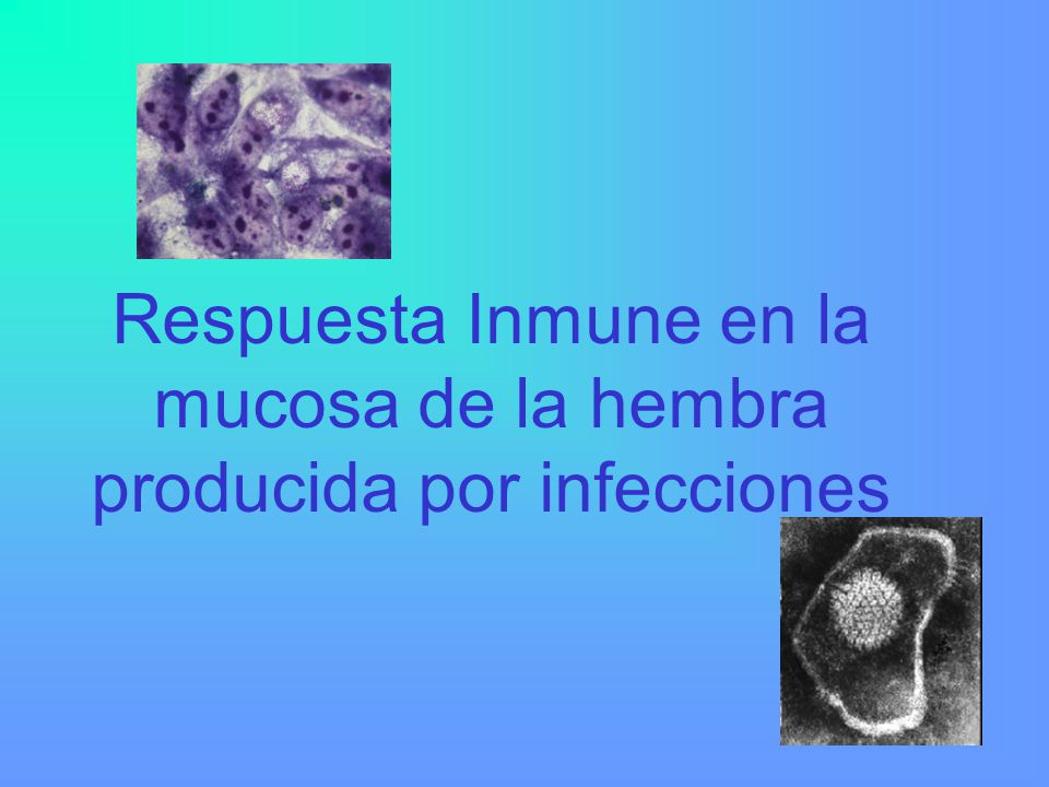 Respuesta Inmune en la mucosa de la hembra producida por infecciones