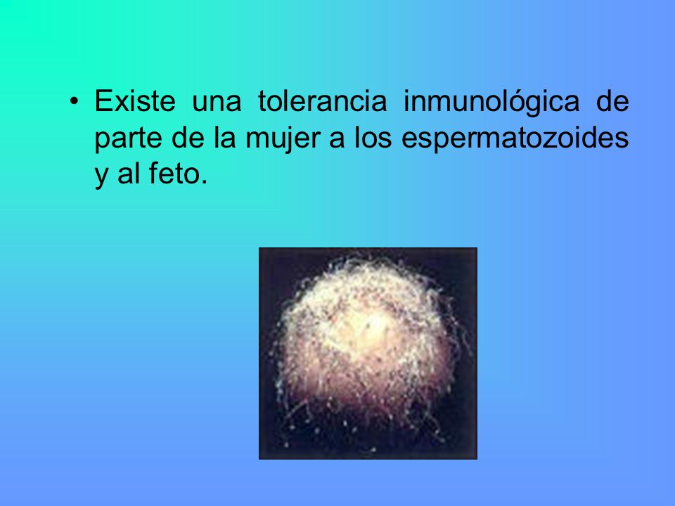 Existe una tolerancia inmunológica de parte de la mujer a los espermatozoides y al feto.