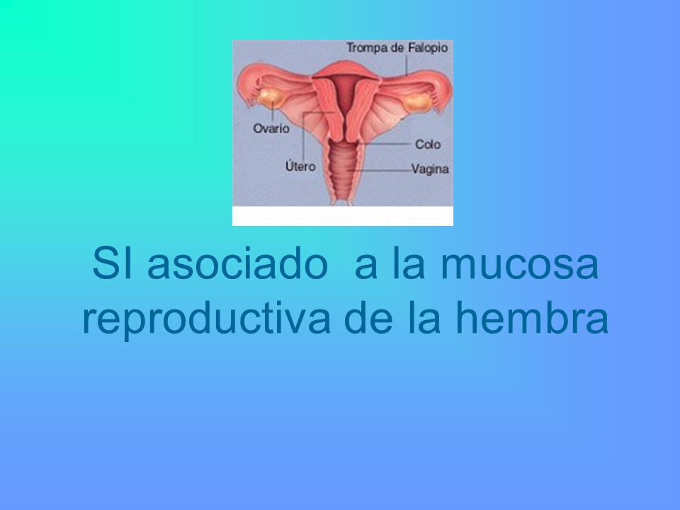 SI asociado a la mucosa reproductiva de la hembra