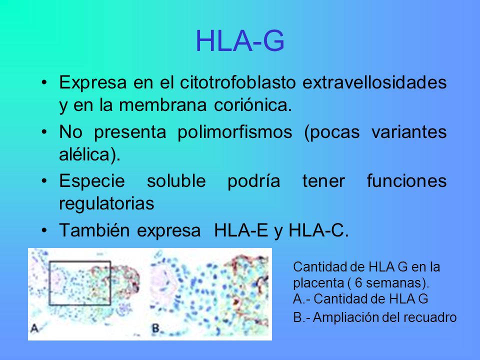 HLA-G Expresa en el citotrofoblasto extravellosidades y en la membrana coriónica. No presenta polimorfismos (pocas variantes alélica).