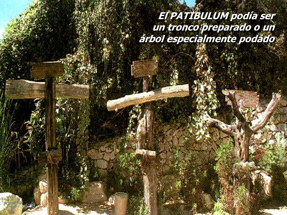 El PATIBULUM podía ser un tronco preparado o un árbol especialmente podado