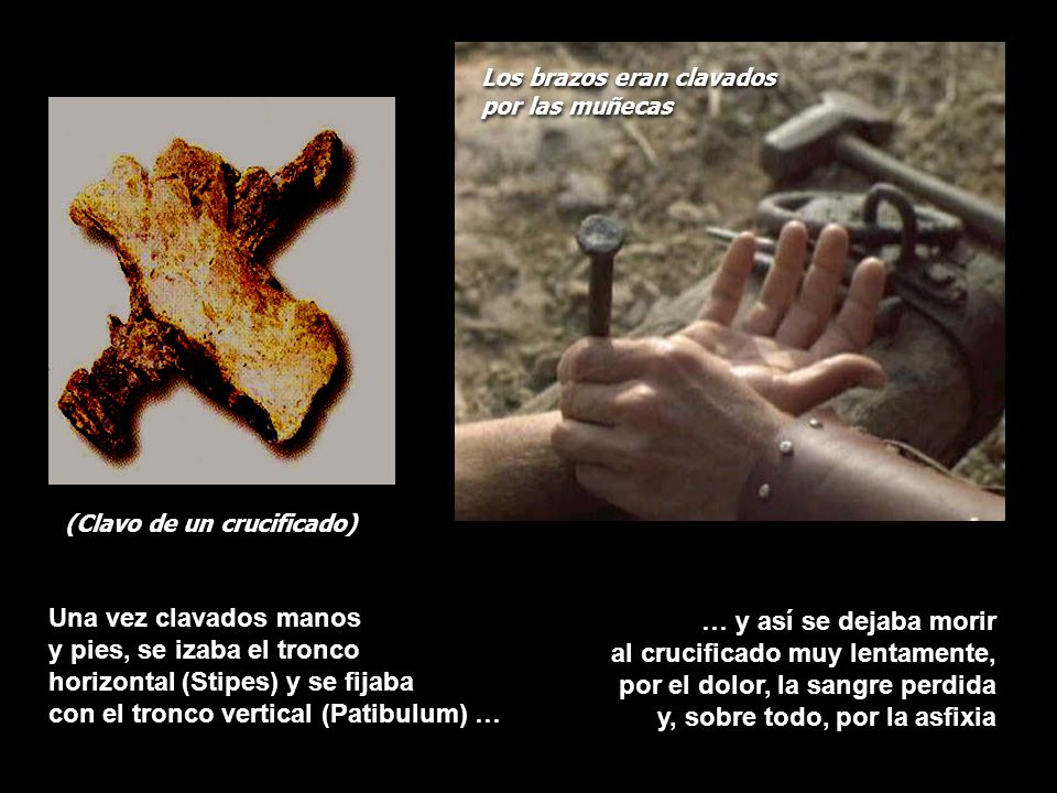 y pies, se izaba el tronco horizontal (Stipes) y se fijaba