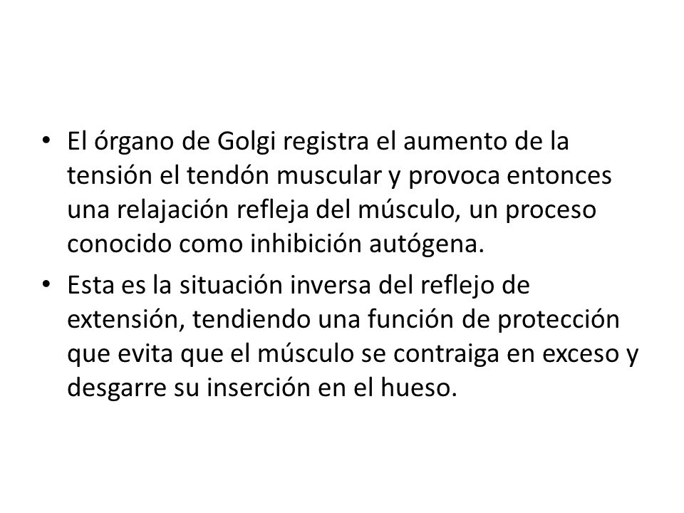 El órgano de Golgi registra el aumento de la tensión el tendón muscular y provoca entonces una relajación refleja del músculo, un proceso conocido como inhibición autógena.
