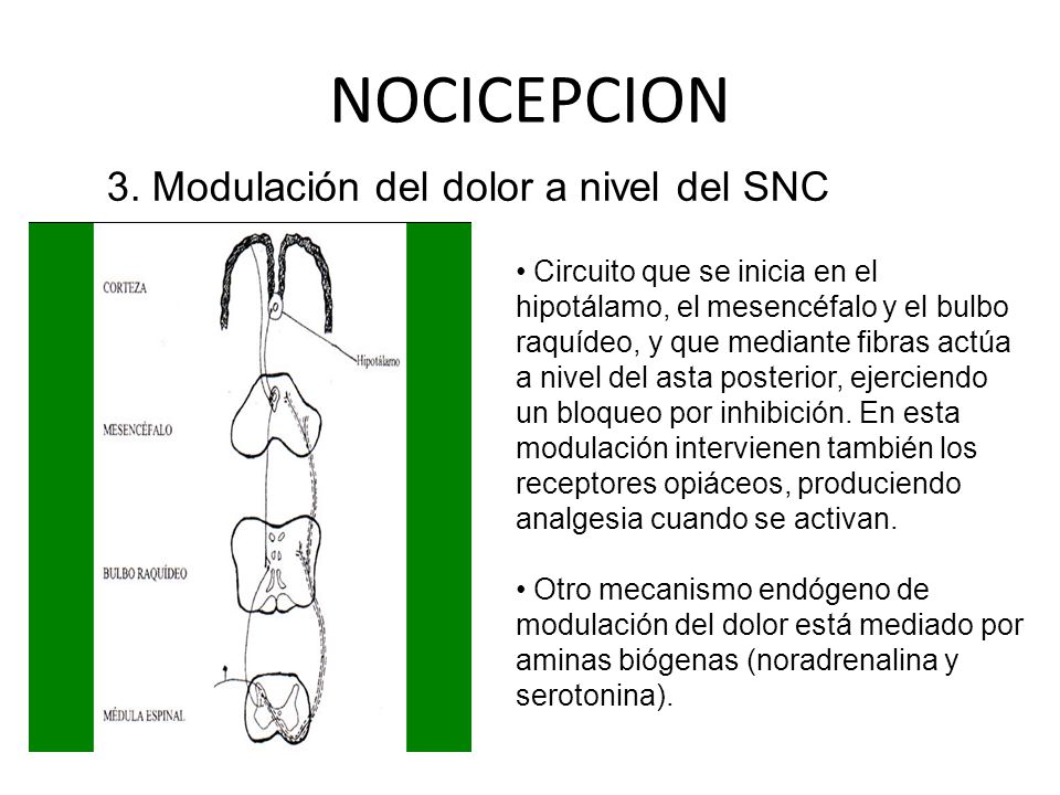 NOCICEPCION 3. Modulación del dolor a nivel del SNC
