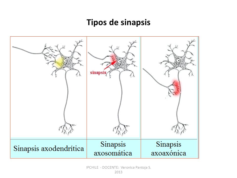 Resultado de imagen para tipos de sinapsis