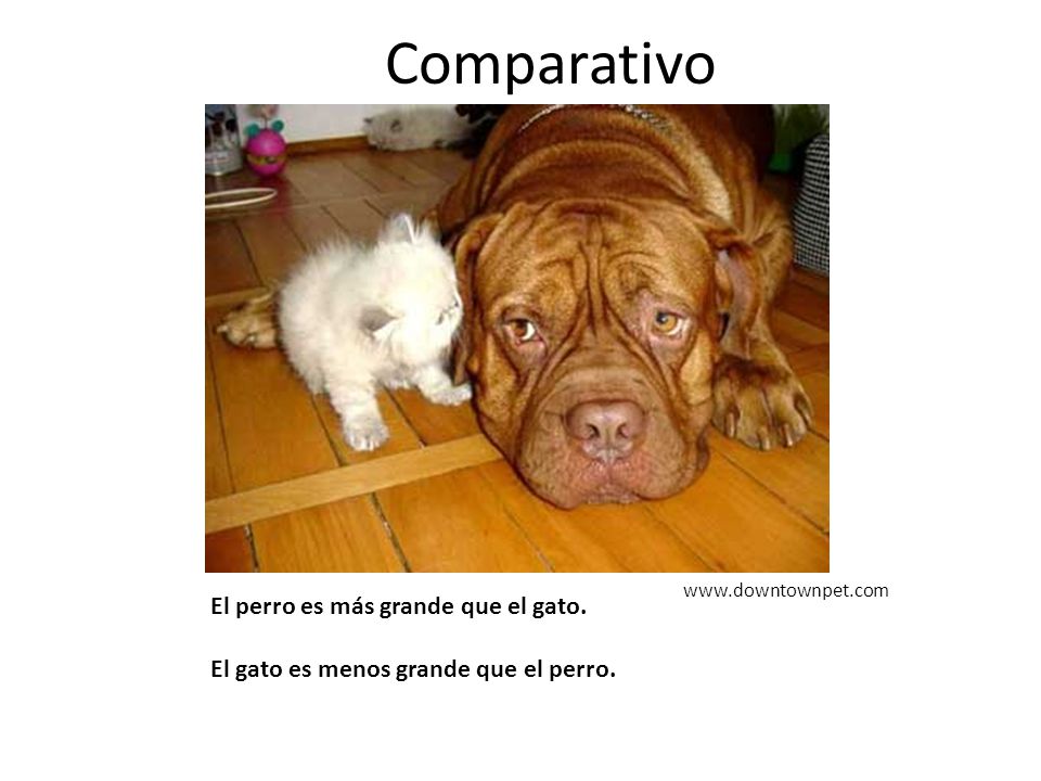 Comparativo   El perro es más grande que el gato.