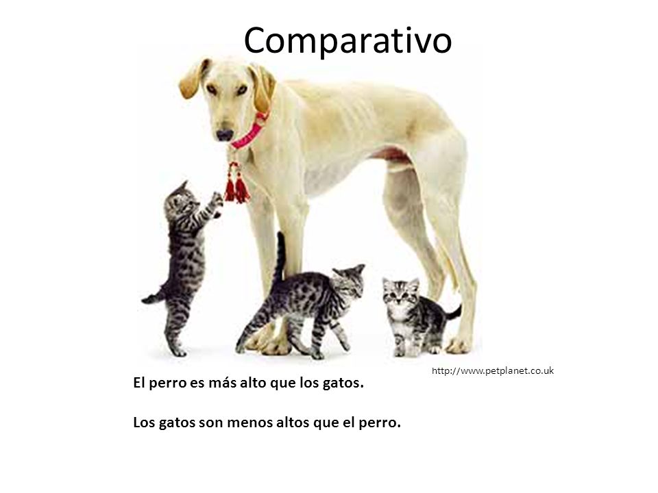 Comparativo   El perro es más alto que los gatos.